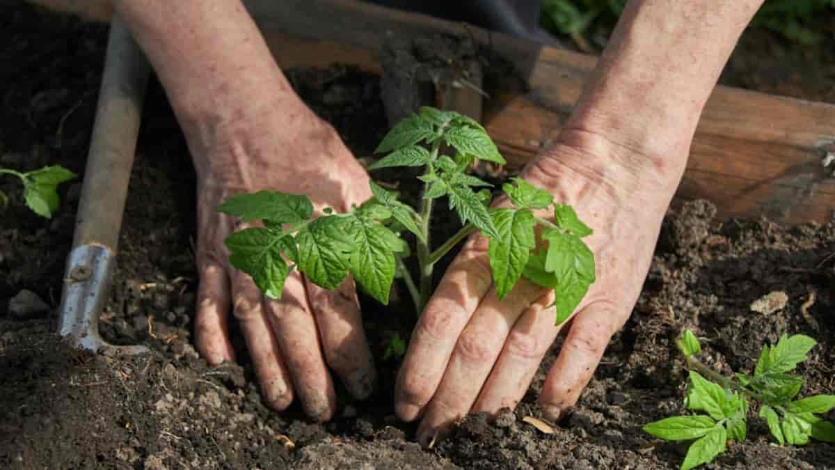 تصویر 2 از نشا گوجه فرنگی گلخانه ای با رشد یکنواخت و عملکرد بالا